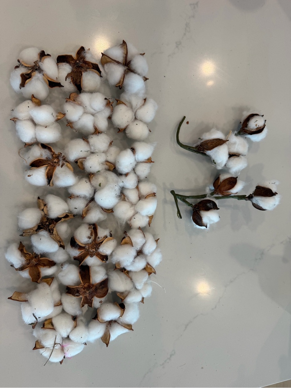 Hobby Lobby Cottonwood 2 Stems and single cottonwoods- White and Brown
